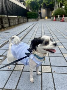 チップ　高架下